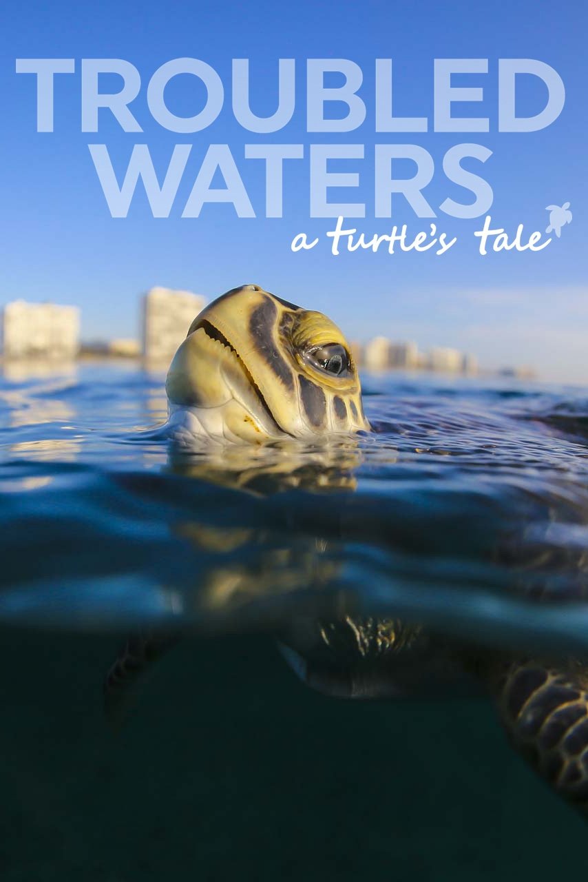 Постер Troubled Waters: A Turtle's Tale